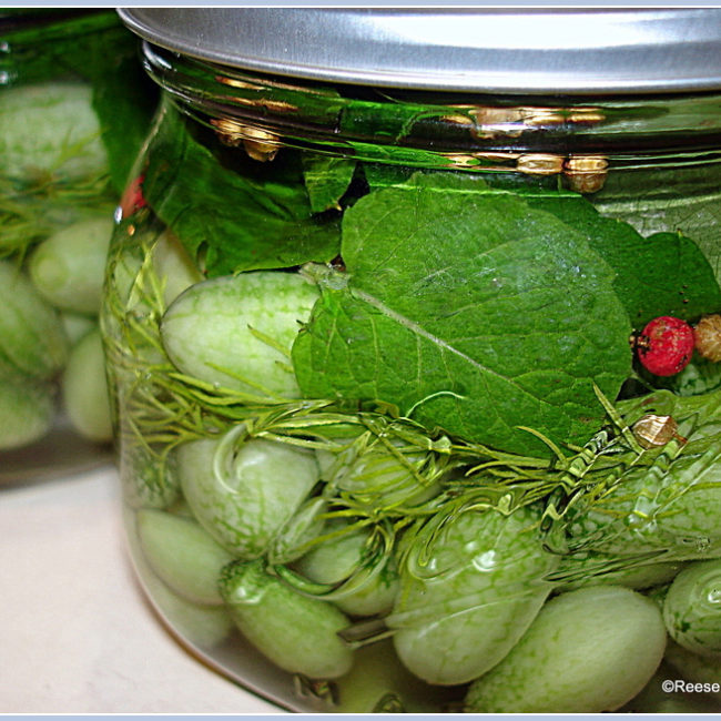 This photo shows two clear canning jars filled with homemade Cucamelon Refrigerator Pickles. They are tiny fruits around the size of grapes with a light and dark green pattern that resembles watermelon. Because of their size and coloring, they are often referred to as "mouse melons." There is one jar prominent in the right foreground, and one less visible in the left background. In each jar there are cucamelons in brine with an assortment of ingredients including dill, mint and pink peppercorns. Photo copyright Reese Amorosi GlamorosiCooks.com