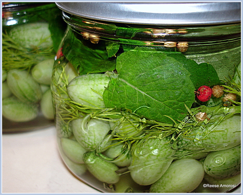 Glamorosi Cooks Cucamelon Refrigerator Pickles by Reese Amorosi