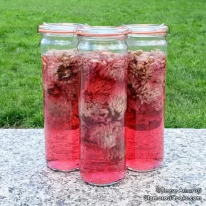 This photo shows three jars of Chive Blossom Vinegar in the making (chive flower blossoms in white wine vinegar). The jars are on a granite sidewalk that fills the bottom third horizontal space in the photo. Lush green grass fills the top two-thirds. This photo was taken 24 days after I put the blooms in the vinegar, so the liquid has turned a lovely violet shade. Recipe and Photo Copyright Reese Amorosi, GlamorosiCooks.com