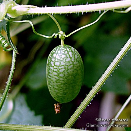This photo is from "How to Grow, Harvest and Cook Cucamelons" by Reese Amorosi for GlamorosiCooks.com. It shows a single Cucamelon - Melothria scabra - aka Mouse Melon - growing on a vine. It is pale green with a darker green net-like design that makes it look like a tiny watermelon.