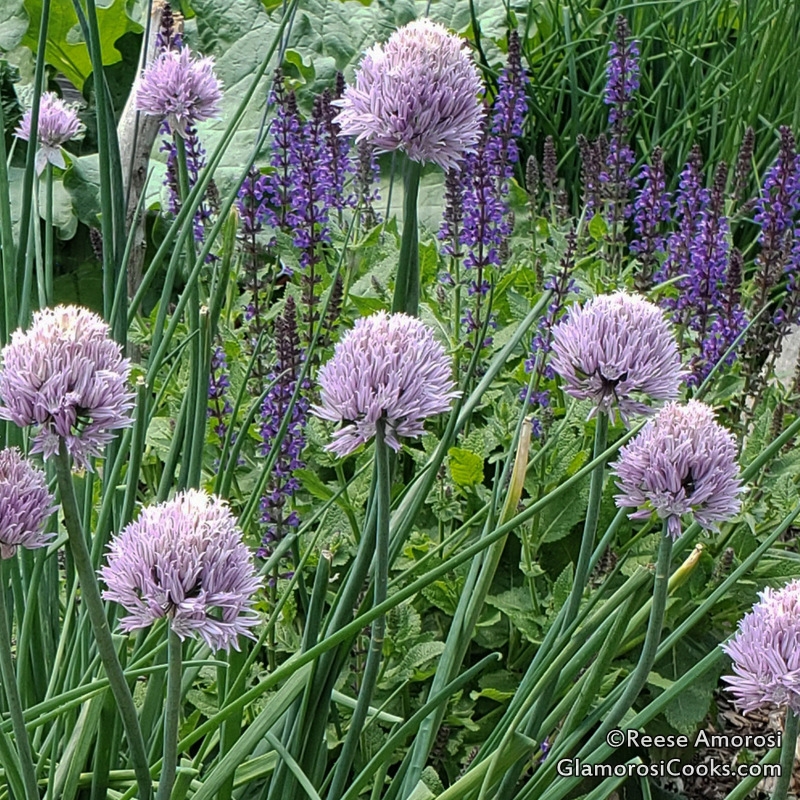 This photo is from How to Grow, Harvest and Divide Chives by Reese Amorosi for GlamorosiCooks.com. It shows a mass of light purple Onion Chive Blossoms shaped like fluffy pom-poms mixed in with in with dark purple May Night salvia mixed in. Salvia has a long vertical flower made up of tiny blooms. This photo was taken in my community garden plot.
