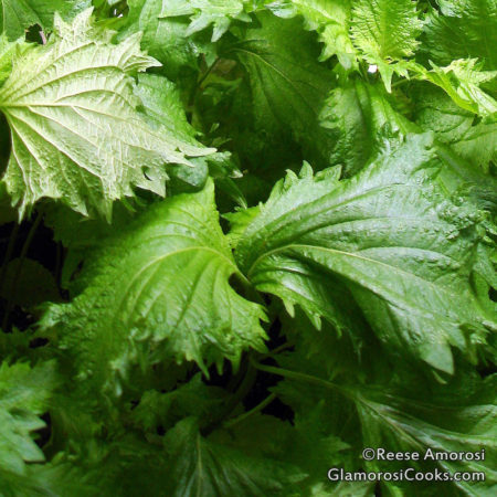 This photo is from "How to Grow, Harvest and Cook with Shiso" by Reese Amorosi for GlamorosiCooks.com. It shows a closeup view of the herb called Shiso. The leaves and prominent veins and frilly edges. Shiso comes in various colors. this variety is green.