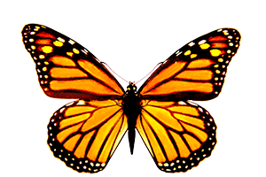 This is a drawing by Reese Amorosi of a Monarch Butterfly; it is used as an icon on the GlamorosiCooks.com website. 
