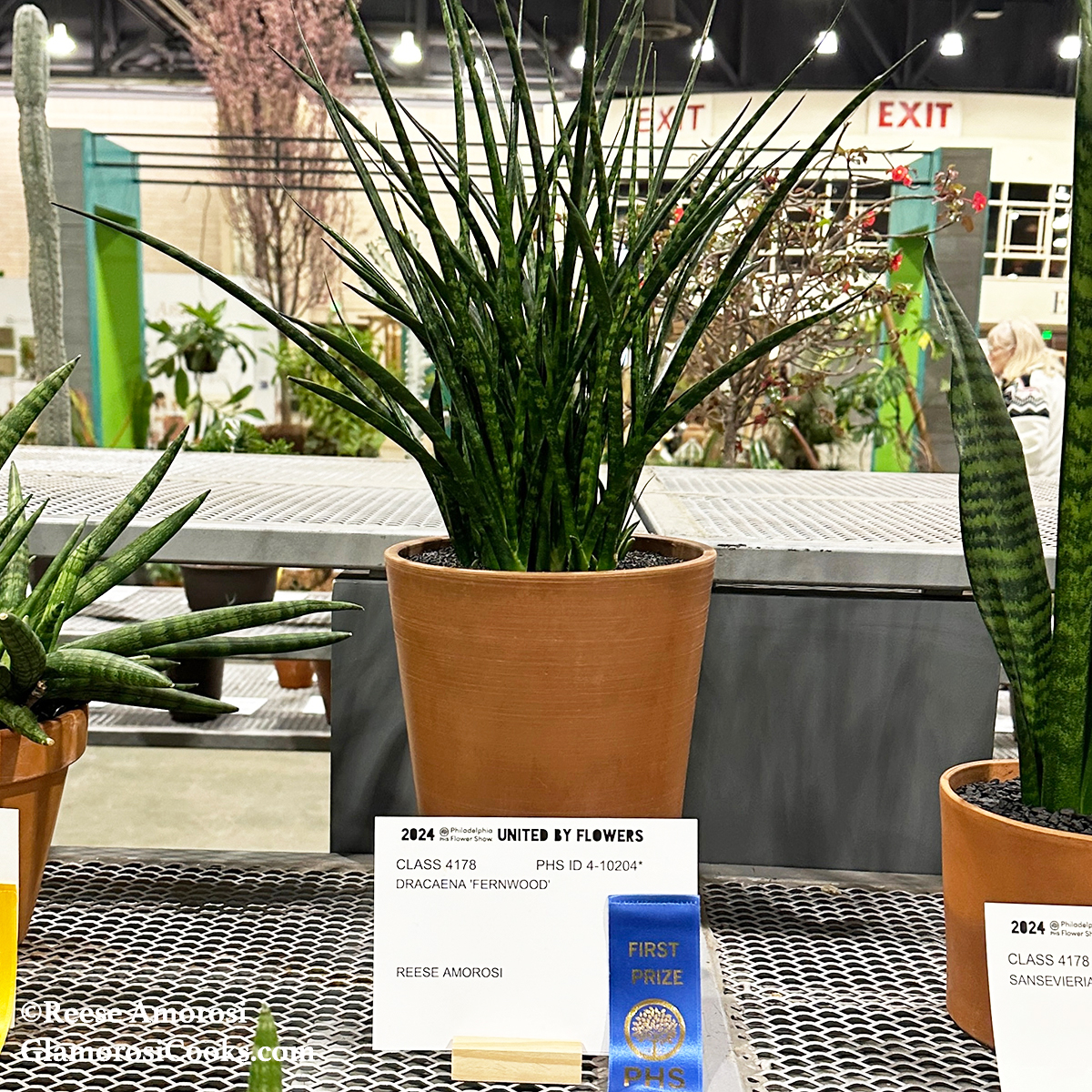 This photo shows a Dracaena Fernwood grown by Reese Amorosi of GlamorosiCooks.com. This photo shows the plant in competition at the 2024 PHS Philadelphia Flower Show. The plant has multiple long, thin leaves that grow outward in a "v" shape. It is in a tall terracotta pot, and in front of it there is a white card with the plant's details and a blue First Prize ribbon.