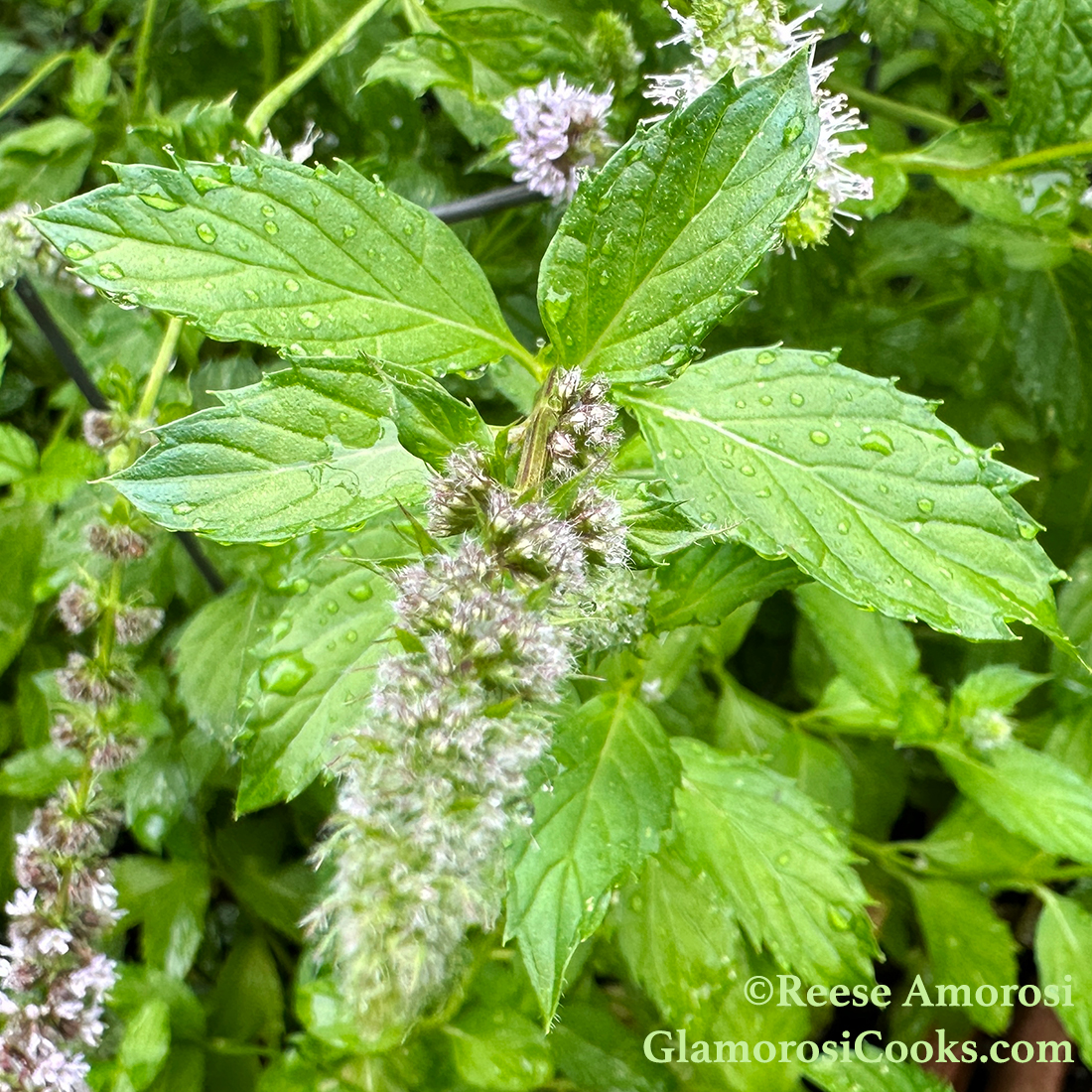 This photo show a spearmint plant grown by Reese Amorosi for GlamorosiCooks.com