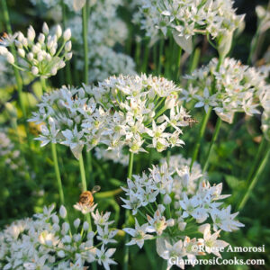 Garlic Chive Flowers by Reese Amorosi for GlamorosiCooks.com. The small white flowers look like stars.