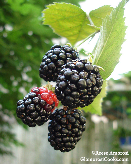 This photo is part of the Blackberry Syrup recipe by Reese Amorosi for GlamorosiCooks.com. This photo shows blackberries growing in Reese's kitchen garden.