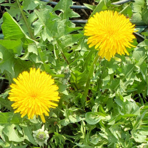 This square photo is part of the Dandelion Jelly Recipe on teh Glamorosi Cooks website. The blossoms are in the upper-right and lower left corners of the picture. The rest of the frame is filled with green dandelion leaves. Photo ©Reese Amorosi GlamorosiCooks.com